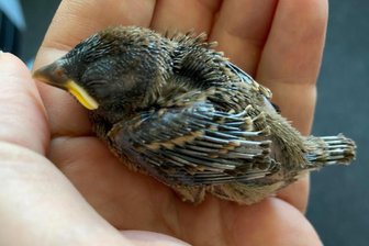 Chemnitzer Umweltamt warnt vor unnötiger Wildtierhilfe - Gefundene Jungvögel sollen meist dort bleiben, wo sie sind, so das Umweltamt.