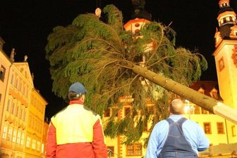 Chemnitzer Weihnachtsbaum wird gefällt - Am 14. November 2015 wurde die Fichte auf dem Chemnitzer Markt aufgestellt.