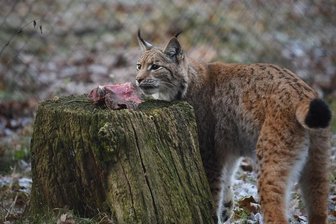 Chemnitzer Wildgatter erhält neues Luchs-Weibchen - Luchs-Dame Leonie muss momentan in einem Quarantäne-Gehege bleiben, bis sie ihren Artgenossen kennenlernen darf.