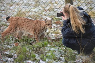 Chemnitzer Wildgatter vor dem Aus? Das sagt der Chef des Tierpark-Fördervereins - Im Wildgatter im Chemnitzer Stadtteil Rabenstein können auf einer Fläche von etwa 36 Hektar allerlei europäische Wildtiere beobachtet werden. Hier ein Karpatenluchs, mit einer Tierärztin im Gehege.