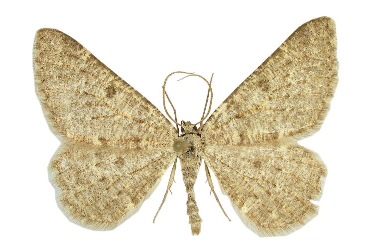 Chemnitzer Wissenschaftler entdeckten neue Schmetterlingsart - Gnophopsodos hilmari.