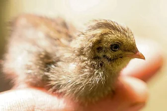 Chinesische Wachteln aus Schneeberg für Zoo in Aue -