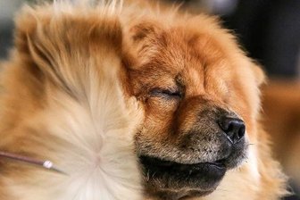 Chow-Chow an der A 4 überfahren - Ein Chow-Chow ist an der A 4 überfahren aufgefunden worden.