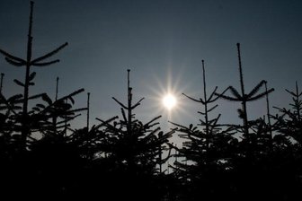 Christbaum kann selbst gefällt werden - 