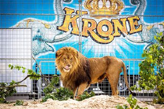 Circus Krone gastiert auf dem Festplatz an der Hofer Freiheitshalle - Ein Löwe geht durch sein Gehege vom Circus Krone. Dieser gastiert von Mittwoch bis Sonntag auf dem Hofer Festplatz.