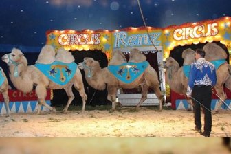 Circus Renz kommt nach Falkenstein - Die mongolische Kamelkarawane ist eine der Attraktionen.