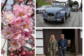 Citroën 2CV, Kirschblütenfest und Krimistars in Chemnitz: Was am Wochenende alles zu sehen ist - Ein spannendes Wochenende steht bevor.