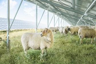 Clausnitz soll einen neuen Solarpark bekommen - Schafweide unter Solarpanels - so könnte es auch in Clausnitz aussehen (Symbolbild).