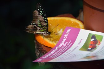 Comeback der „fliegenden Edelsteine“: NABU sammelt Spenden für Chemnitzer Schmetterlingsausstellung - Mehr als 120 Schmetterlingsarten aus aller Welt gab es in Vergangenheit im Botanischen Garten in Chemnitz zu sehen. Die letzte Ausstellung fand vor sechs Jahren statt.