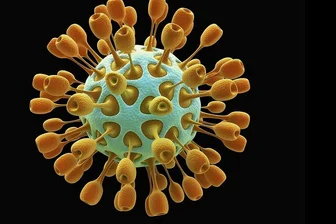 Benannt sind Coronaviren nach ihrer Form. Die runden Viruspartikel verfügen über sogenannte Peplomere, Spitzen, die kranz- oder kronenförmig aus dem Viruskörper herausragen.
