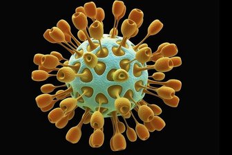 Benannt sind Coronaviren nach ihrer Form. Die runden Viruspartikel verfügen über sogenannte Peplomere, Spitzen, die kranz- oder kronenförmig aus dem Viruskörper herausragen.