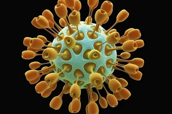 Benannt sind Coronaviren nach ihrer Form. Die runden Viruspartikel verfügen über sogenannte Peplomere, Spitzen, die kranz- oder kronenförmig aus dem Viruskörper herausragen.