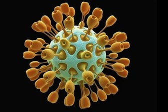 Benannt sind Coronaviren nach ihrer Form. Die runden Viruspartikel verfügen über sogenannte Peplomere, Spitzen, die kranz- oder kronenförmig aus dem Viruskörper herausragen.