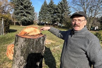 Crimmitschau: Ärger um Baumfällungen in Gartensparte - Dietmar Schernell ist sauer. Er zeigt auf die gefällte Birke, die seiner Ansicht nach noch gesund war.