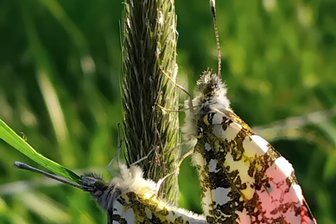 Crimmitschau: Exkursion auf der Schmetterlingswiese auf Faltersuche - Vielleicht bekommen die Teilnehmer der Exkursion auch den Aurorafalter zu Gesicht.