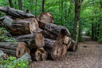 Crimmitschau: Exkursion durch den Kommunalwald - Zu einer Waldexkursion wird eingeladen.
