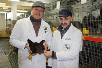 Crimmitschau: Fast 100 Kleintierzüchter stellen nahezu 700 Tiere aus - Sebastian Latour (l.) und Thomas Raschke bei der Bewertung eines Huhnes.