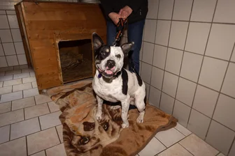 Crimmitschau: Gute Nachrichten für gefährlich aussehenden Problemhund Carlo - Weil er „gefährlich“ aussieht, hatte sich lange Zeit niemand für den Mischlingshund Carlo interessiert. Doch jetzt wird er bald aus dem Tierheim in Crimmitschau ausziehen.