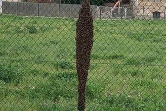 Crimmitschau: Herrenloser Bienenschwarm entdeckt - Bienenschwarm nahe der Freifläche zwischen Petersstraße und Skaterpark.