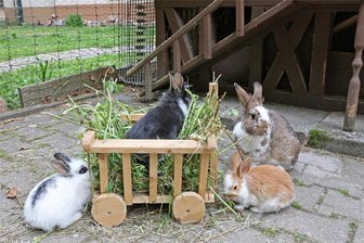 Crimmitschau: Im Tiergehege steigt Herbstfest für Kinder - Die Bewohner des Tiergeheges Crimmitschau freuen sich am Samstag über regen Besuch.