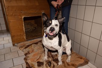 Crimmitschau: Keiner will Mischlingshund Carlo - Interessenten schreckt sein Aussehen ab - Mischlingshund Carlo fand bisher aufgrund seines „gefährlichen Aussehens“ keinen Interessenten. Der zweijährige Rüde ist lieb und temperamentvoll. Die Tierheimmitarbeiter haben ihn ins Herz geschlossen und suchen weiter nach einem Zuhause für ihn.