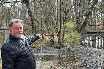 Crimmitschau: Naturfreunde machen sich Sorgen um Trauerschwäne - Roland Fritzsche zeigt auf die Insel mitten im Teich, wo die Trauerschwäne brüten. Die Stadt Crimmitschau hat den Schwanenteich an einen Mannichswalder Familienbetrieb verpachtet.