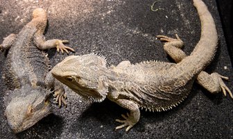 Crimmitschau: Reptilien ausgesetzt - Zeugen gesucht - Bartagame wie hier zu sehen sind am Samstag in Crimmitschau gefunden worden.