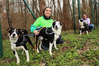 Crimmitschau: Tierheimmitarbeiter päppeln verwahrloste Hunde aus Thüringen wieder auf - Bianca Röber (links) und Annika Krüsel vom Tierheim gehen oft mit Benny, Simba und Dicker in die Natur, um den Hunden viel Auslauf zu bieten - auch Snoopy ist meistens dabei.