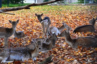 Crimmitschau: Unbekannte beschädigen Wildgatter - Tiere türmen - Weil Unbekannte das Gatter beschädigten, ist in Gablenz Damwild getürmt.