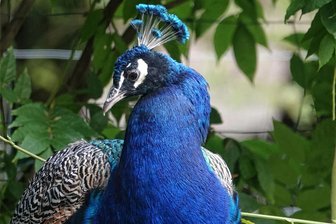 Crimmitschau: Verliebte Pfaue attackieren Autos im Sahnpark - Die Pfaue im Sahnpark sind wild, wurden wahrscheinlich vor Jahrzehnten dort ausgesetzt.