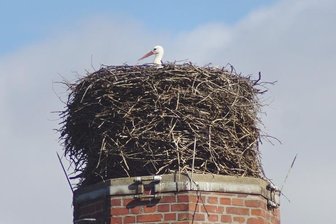 Cunersdorfer Storch ist daheim geblieben -