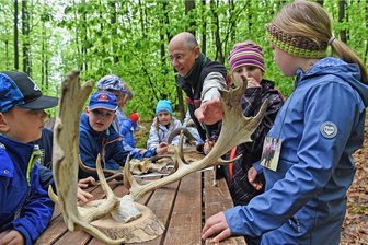Da bleiben die Smartphones stumm: Wenn der Wald in Augustusburg als Klassenzimmer lockt - Förster Steffen Kühn macht Grundschüler aus Gelenau mit Jagdtrophäen bekannt. Wer erkennt Dam- und Rotwild? 