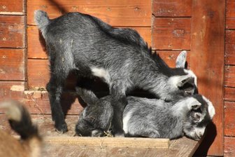 Da gibt es nichts zu meckern: Nachwuchs im Ziegengehege -
