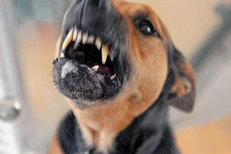 "Da hab ich nur noch um Hilfe gebrüllt" - Symbolfoto: Ein Hund steht im Tierheim in seiner Box und fletscht die Zähne.