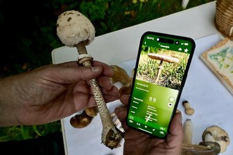 „Da können Pilzsammler ganz schnell auf den Holzweg geraten“: Experten aus der Region Zwickau raten von Apps ab - Pilzexperten mahnen bei Pilz-Apps zur Vorsicht.