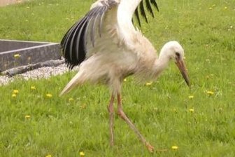 Storch 