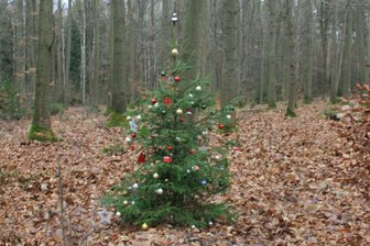 Dänkritzer Weihnachtsbaum gefällt: Familie setzt rührende Tradition fort - Nun steht das festlich dekorierte Schmuckstück am „Hänel-Steig“.