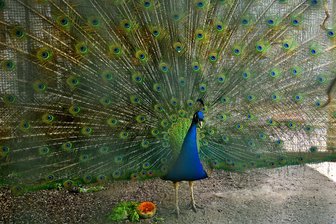 Der Pfau am Schwanenteich in Mittweida braucht Platz, um sein Rad zu schlagen.