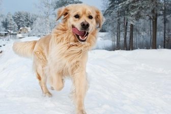 <p class="artikelinhalt">Hunde lieben Schnee und sind beim Gassigehen kaum zu bremsen.</p>
