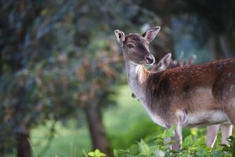 Damwild wieder eingefangen -