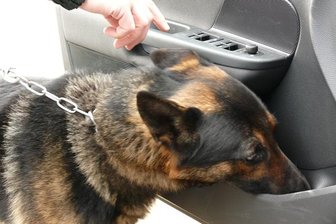 Dank Spürhund Falco: Zoll verhaftet zwei Crystal-Schmuggler -