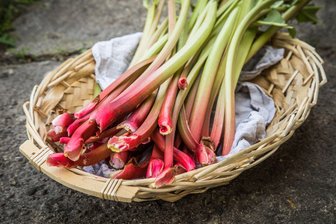 Darum sollten Sie Rhabarber nie in Alutöpfen kochen - Je rotstieliger der Rhabarber, desto mildsäuerlicher ist der Geschmack. Die enthaltene Oxalsäure verhindert allerdings die Aufnahme von Kalzium im Körper.