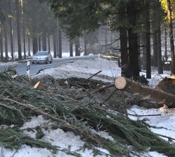 Bäume auf der Straße zwischen Kottenheide und Zwota