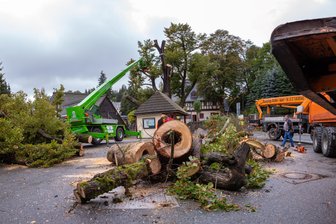 Das Ende der Hammerlinde -
