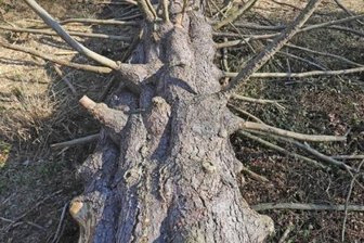 Das Ende der Reinsberger Zitzenfichte - Die charakteristischen Ausbeulungen gaben der Zitzenfichte ihren Namen. 