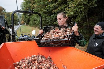 Das Erzgebirge blüht auf: 32.000 Blumenzwiebeln aus Holland verwandeln Ehrenfriedersdorf in große Blühwiese - Dickie van Leijen und Jolanda van Amerom aus den Niederlanden haben in Ehrenfriedersdorf rund 32.000 Blumenzwiebeln in die Erde gebracht: Krokusse, Narzissen und Tulpen.