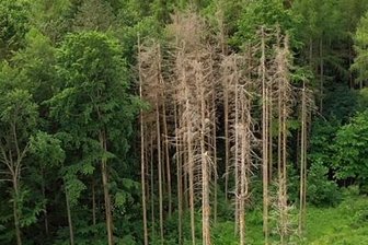 Das Fichtensterben beschleunigt sich - Auf der durch Sturm und Borkenkäferbefall entstandenen Lichtung im Sachsenforstrevier Borstendorf stehen weitere, vom Borkenkäfer befallene Fichten, die entfernt werden müssen.