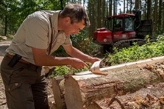 Das Fichtensterben im Borstendorfer Revier beschleunigt sich - Revierleiter Mischa Schubert inspiziert geschlagenes Holz. Der Borkenkäfer hat sich schon eingenistet.