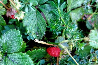 Das gab es noch nicht: Im Oktober tragen im oberen Vogtland die Walderdbeeren zum zweiten Mal Früchte - Anfang Oktober konnten im oberen Vogtland zum zweiten Mal Walderdbeeren geerntet werden.