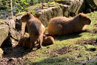 Das gab es noch nie im Tierpark Hirschfeld: Nachwuchs bei den Wasserschweinen - Die Wasserschweine Fee (links) und Fred haben Nachwuchs bekommen: Die Kleinen sehen aus wie Meerschweinchen.